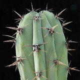 Myrtillocactus cochal (only one plant ! exceptional. Ask for avaibility before ordering)